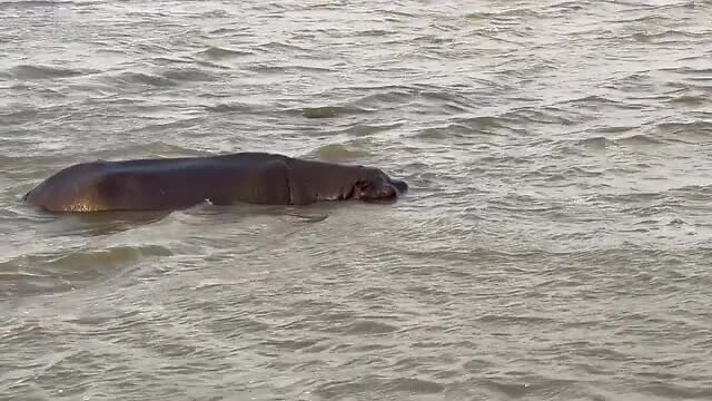 Hippo family