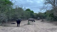 Neushoorns en waterbuffel bij de lodge