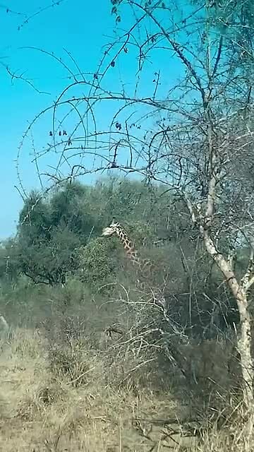 Giraffe crossing