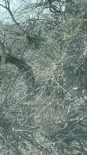 giraffe