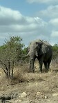 Close up olifant Krugerpark