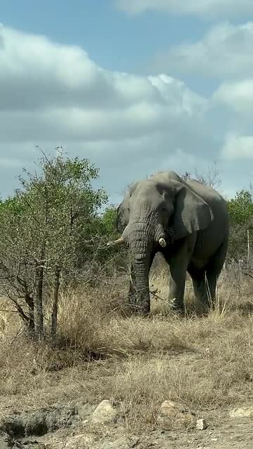 Close up olifant Krugerpark