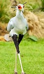 Secretary bird