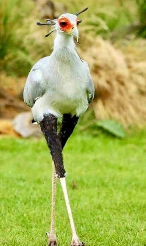 Secretary bird