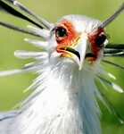 Kop van secretary bird