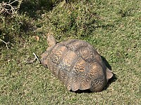 Leopard schildpad