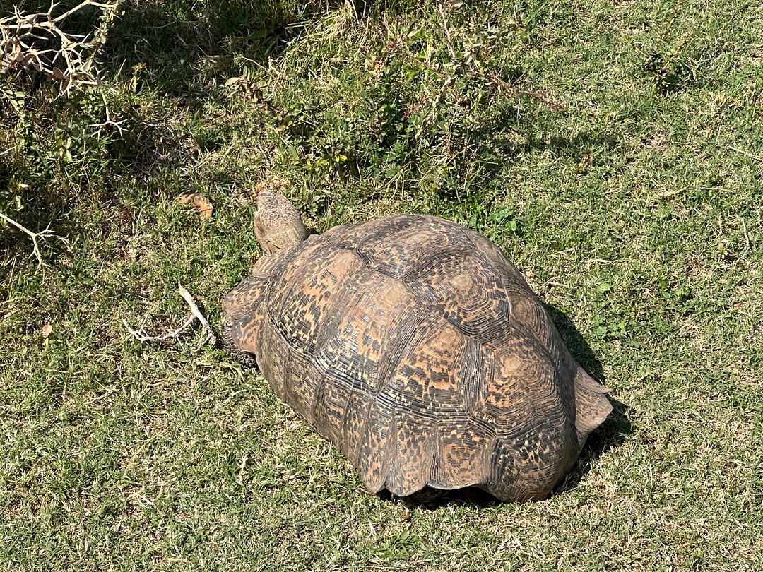Leopard schildpad