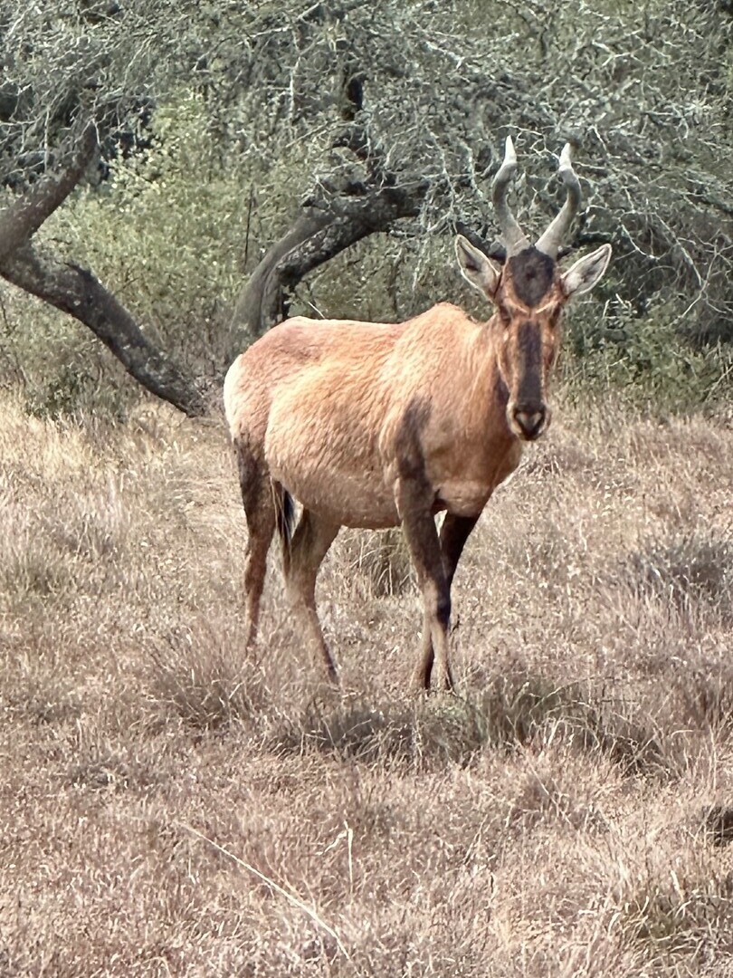 Red hartebeest
