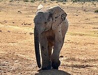 Baby elephant