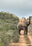 Olifant op de weg; bovenop de heuvel zien we de leeuwinnen voor t eerst maar we kunnen er niet langs