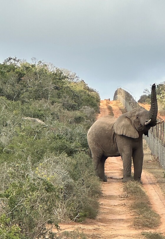 Olifant op de weg; bovenop de heuvel zien we de leeuwinnen voor t eerst maar we kunnen er niet langs