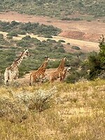 Jonge giraffen in symetrie