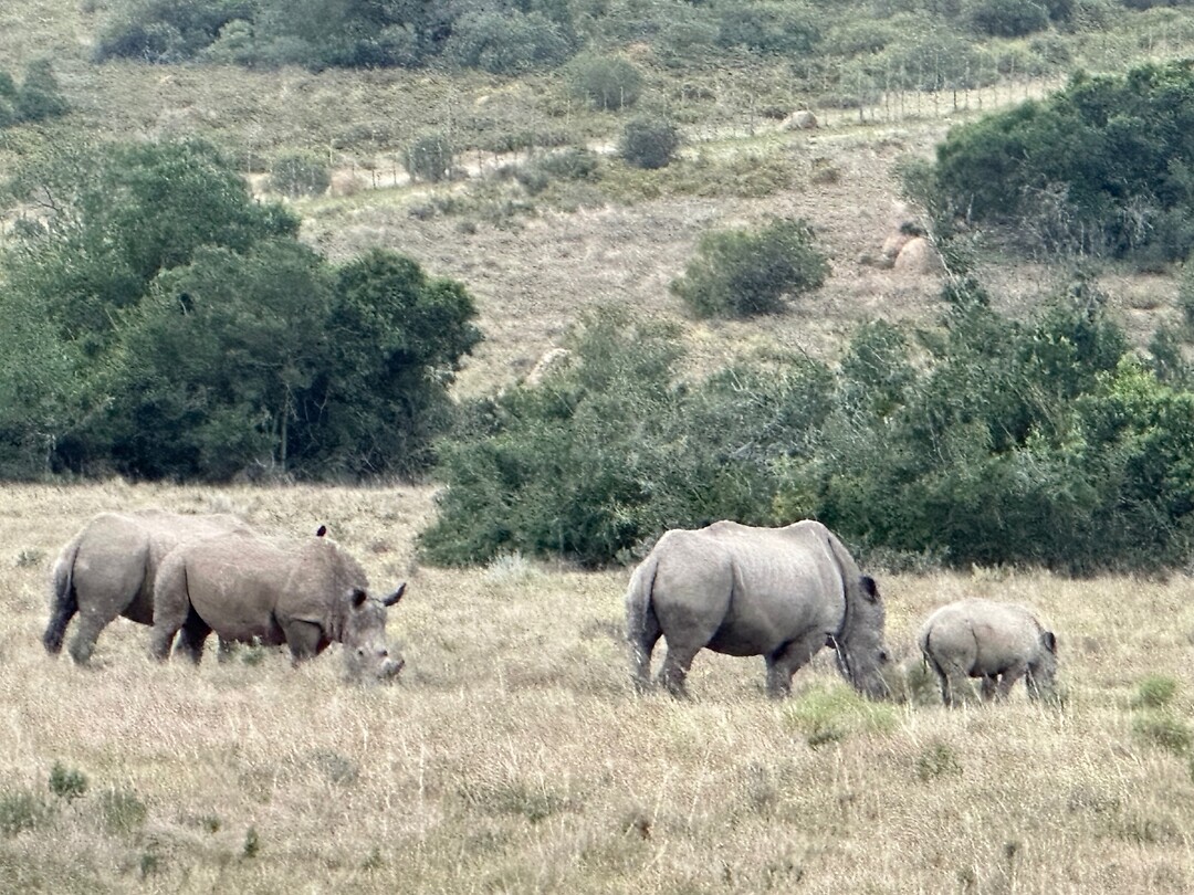 Neushoorns