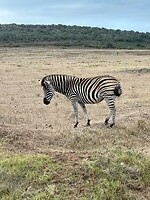 Zebra