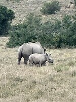 Neushoorn met jong