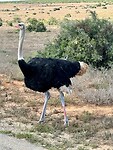 struisvogel of zoals afrikanen zeggen; vogel struis