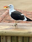 Plettenberg bird