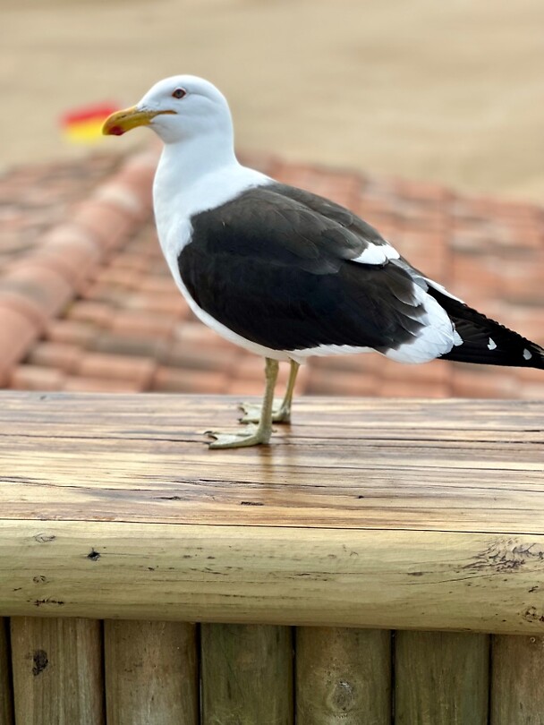 Plettenberg bird