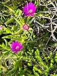 Flowers Robberg Nature reserve