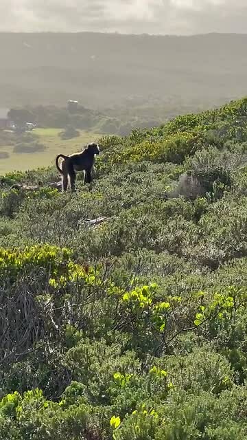 Apen Robberg