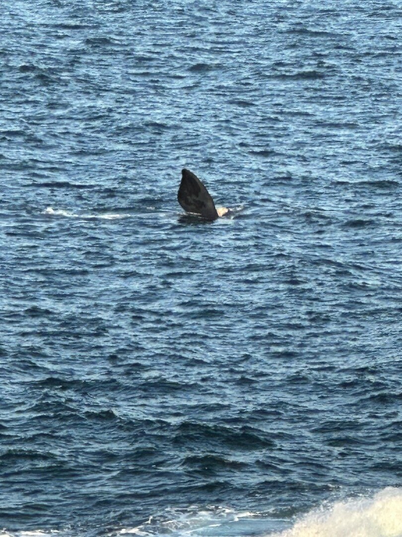 1e walvis gespot