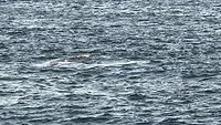 Walvissen gespot bij de haven