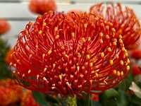 Bloem close up