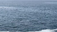 Whale dichtbij de kust