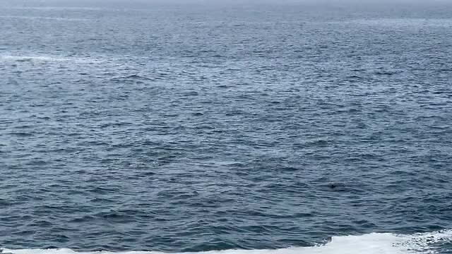 Whale dichtbij de kust