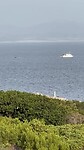 Whale gespot vanaf ons balkon
