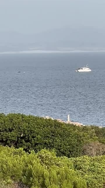 Whale gespot vanaf ons balkon