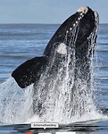 Een whale foto zoals die had moeten zijn