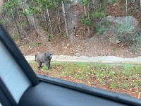 Baboon onderweg