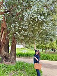 Grote eucalyptusboom bij Mont Rochelle