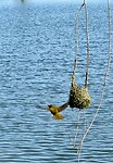 Golden weaver in de vlucht