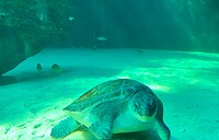 Turtle