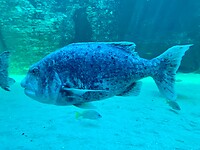 Grumpy old men; the Black Musselcracker