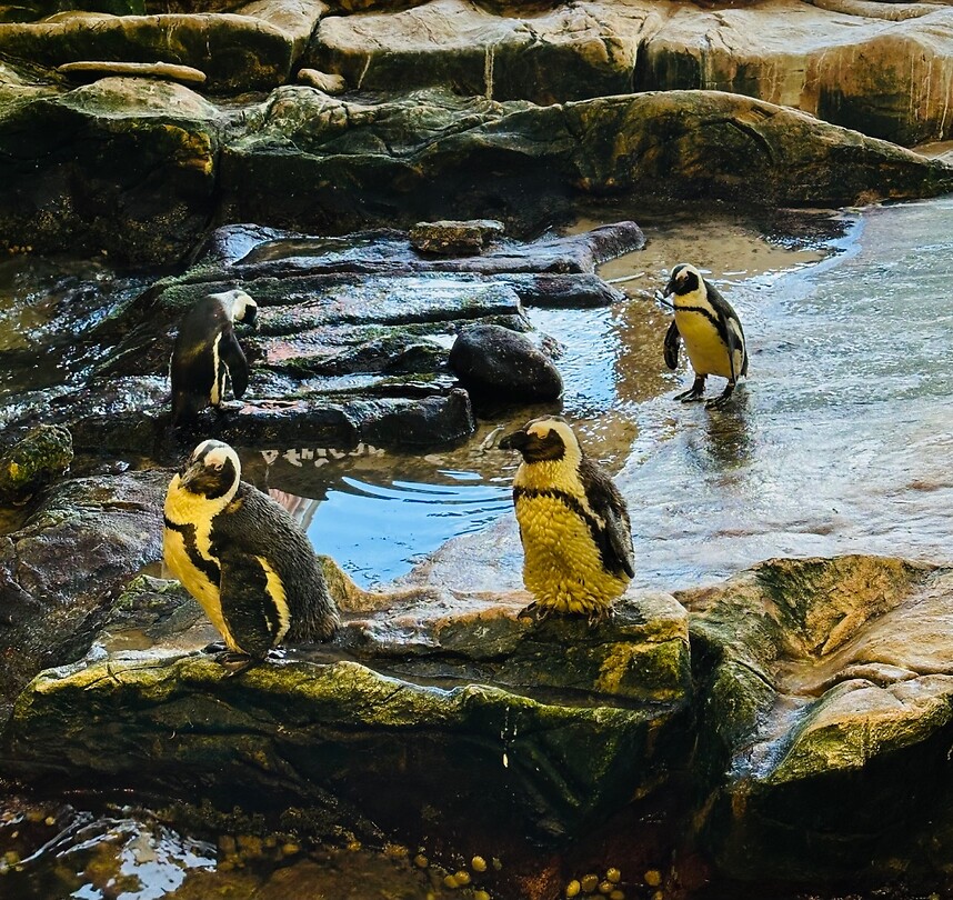 Pinquins