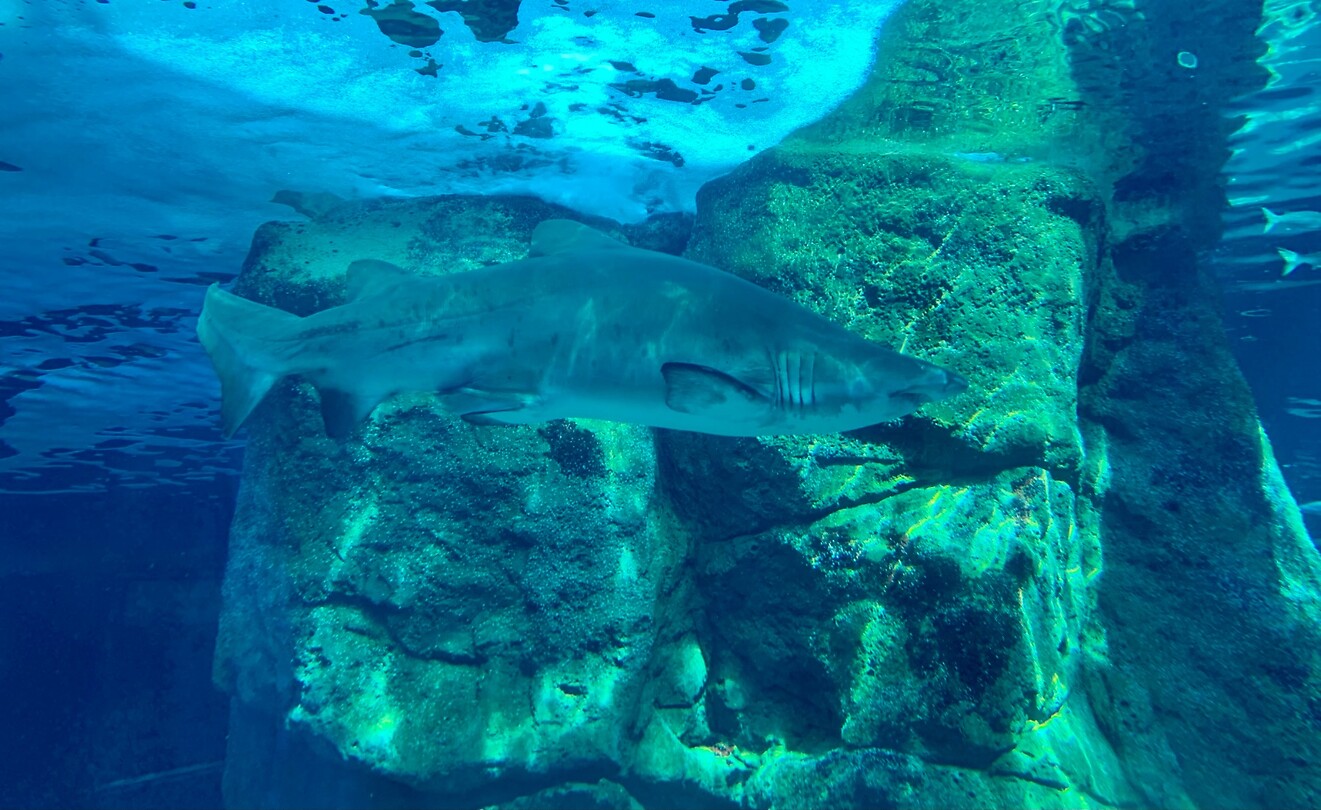 Sharkie