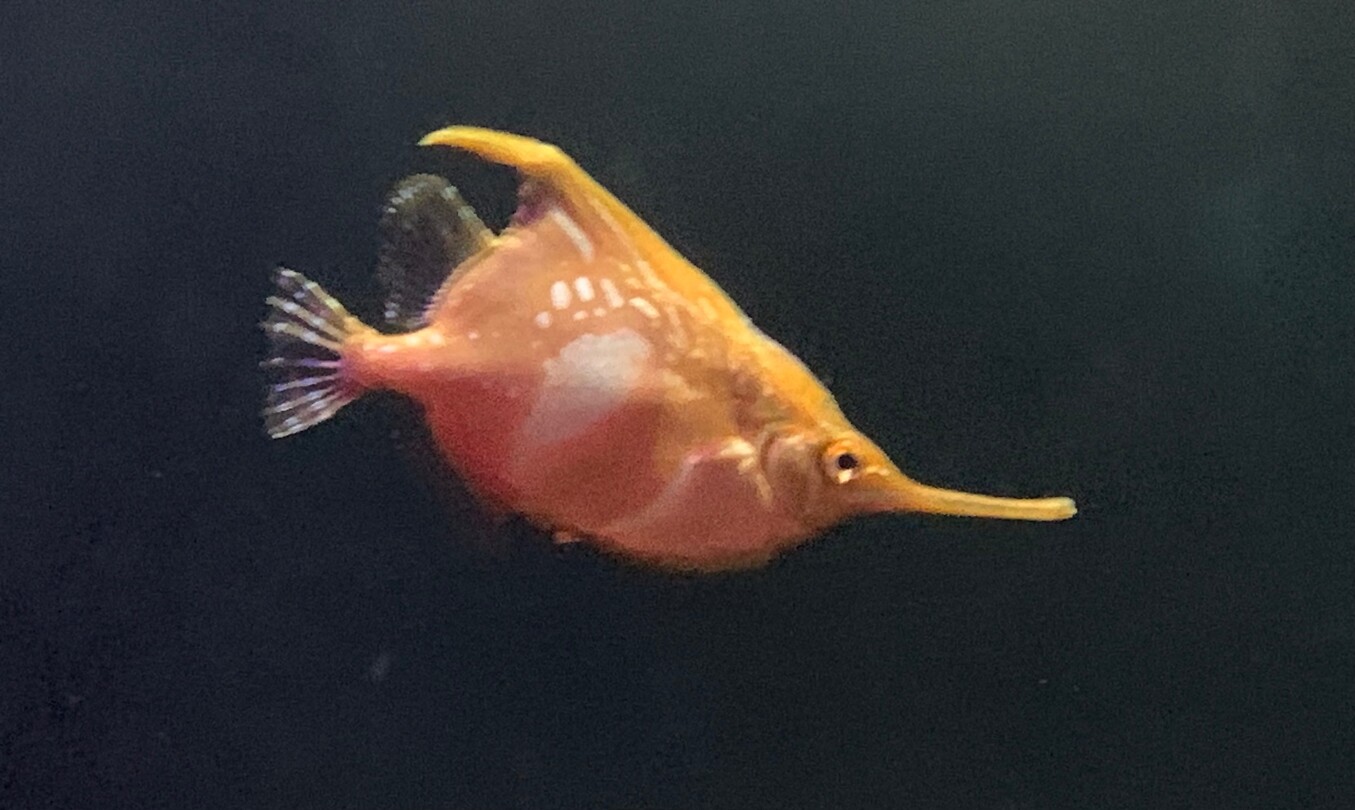 Pinokkio vis