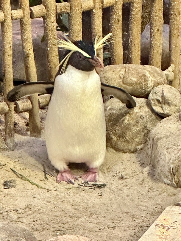Happy feet