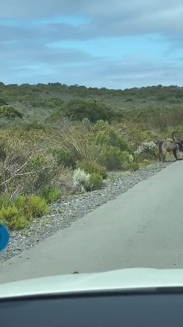 Bavianen bij Cape of good hope