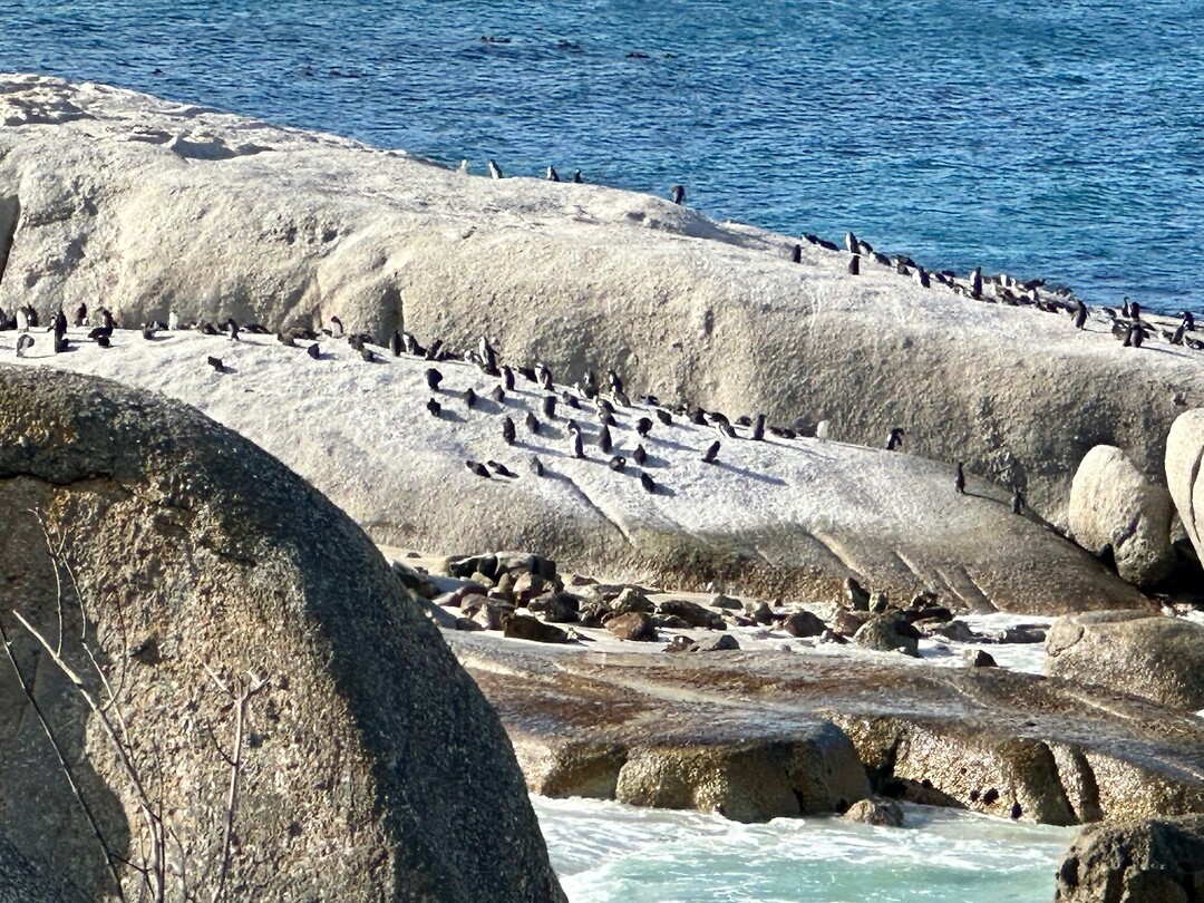 Pinquins