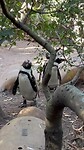 Pinquins