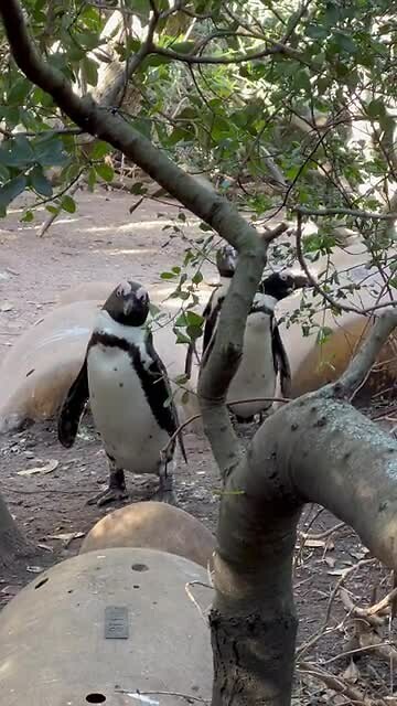 Pinquins
