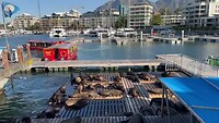 Nog meer Robben in Kaapstad centrum