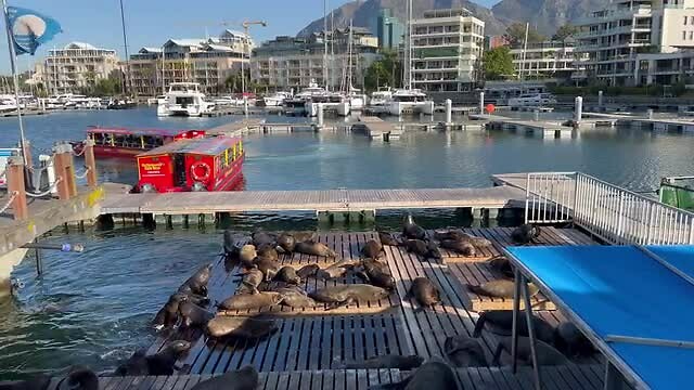 Nog meer Robben in Kaapstad centrum