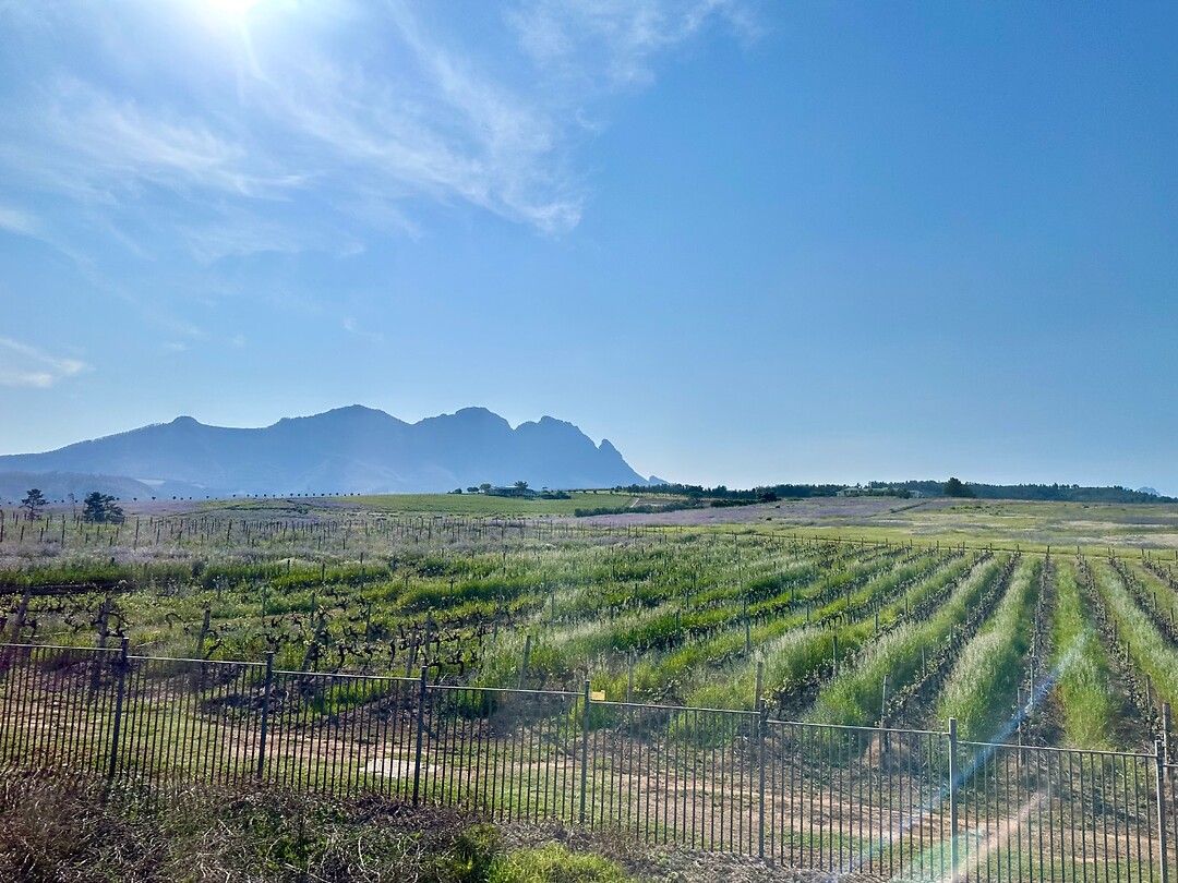 Onderweg naar Stellenbosch