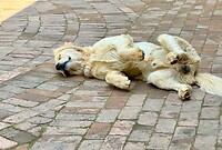 Jules had het ook warm