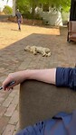 Zelfs de hond heeft het warm
